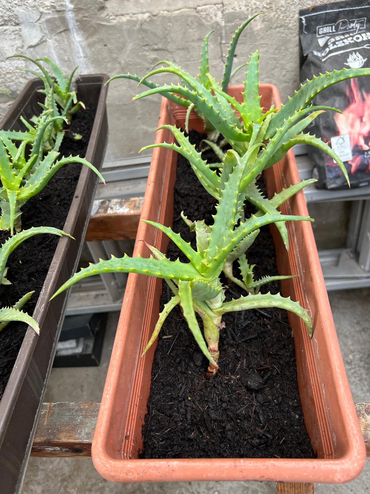 Aloe Vera Pflanze – Natürliche Pflege aus ökologischem Anbau