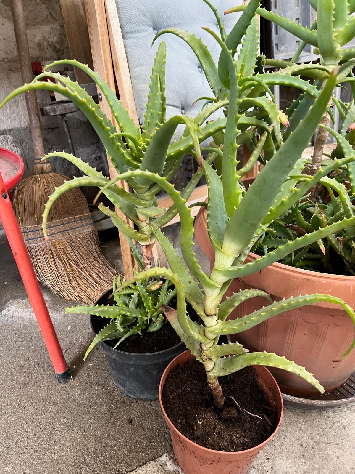 Aloe Vera Pflanze – Natürliche Pflege aus ökologischem Anbau