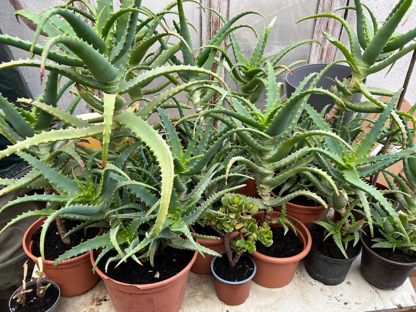 Aloe Vera Pflanze – Natürliche Pflege aus ökologischem Anbau