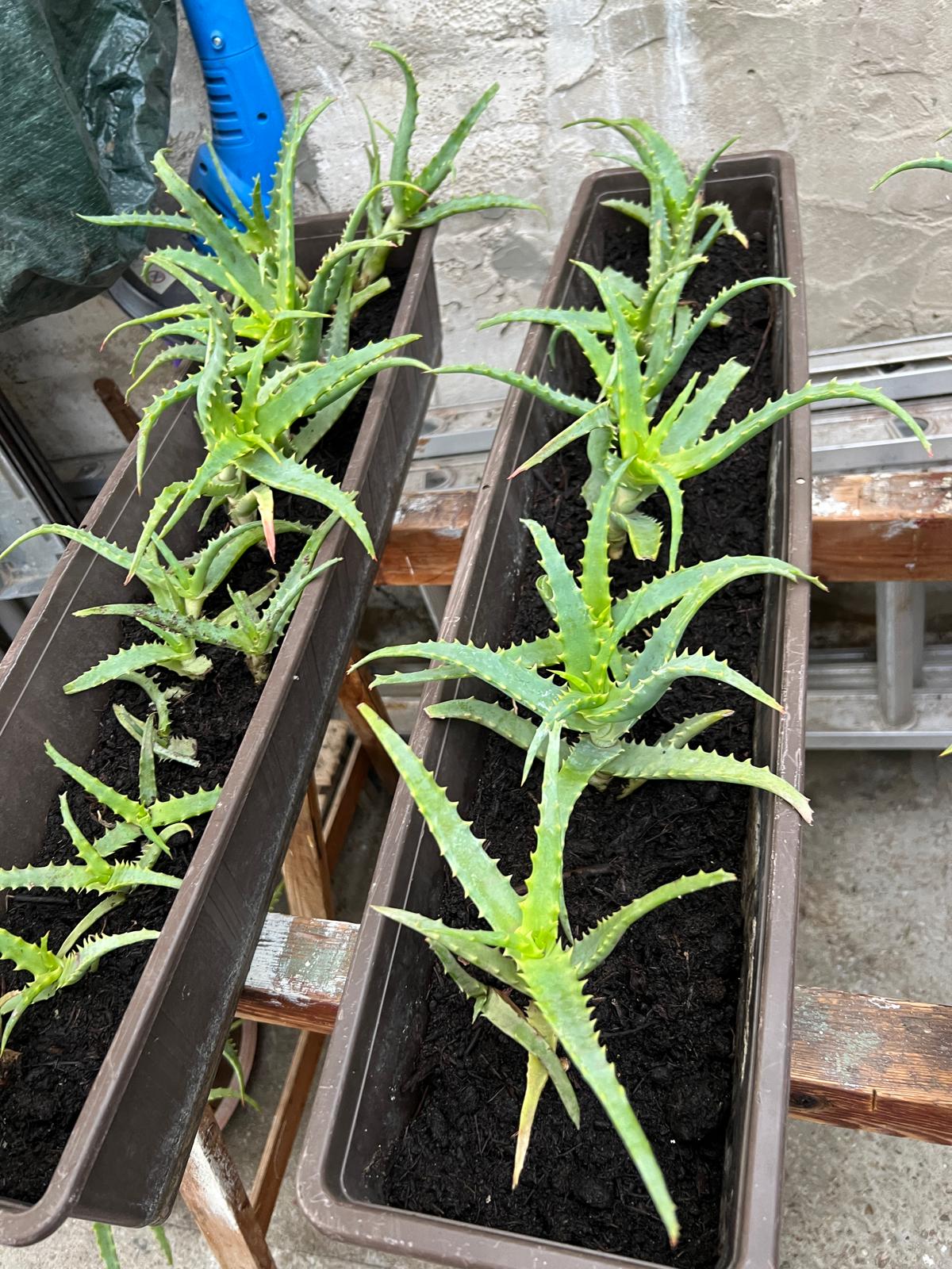 Aloe Vera Pflanze – Natürliche Pflege aus ökologischem Anbau