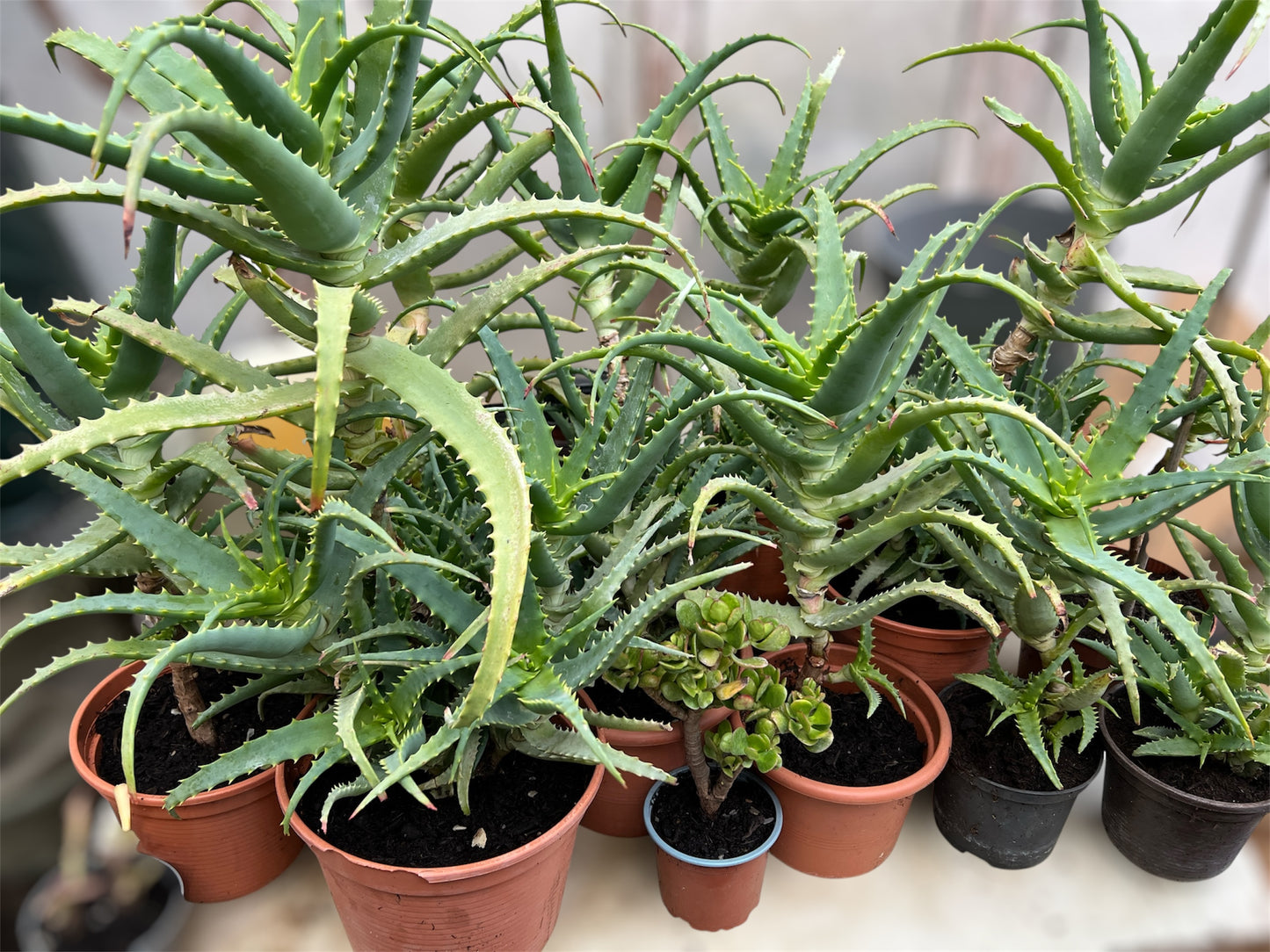 Aloe Vera Pflanze – Natürliche Pflege aus ökologischem Anbau