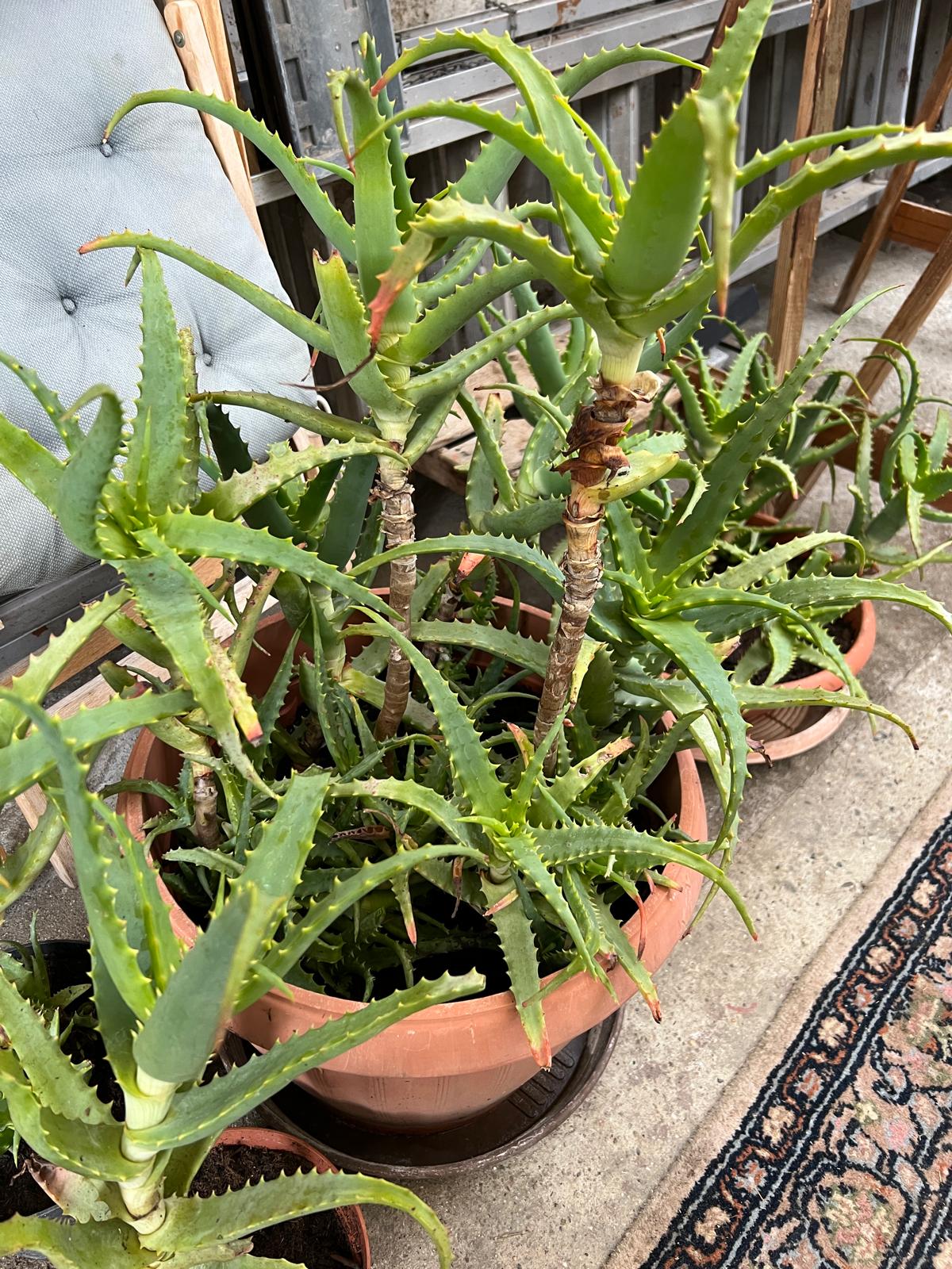 Aloe Vera Pflanze – Natürliche Pflege aus ökologischem Anbau
