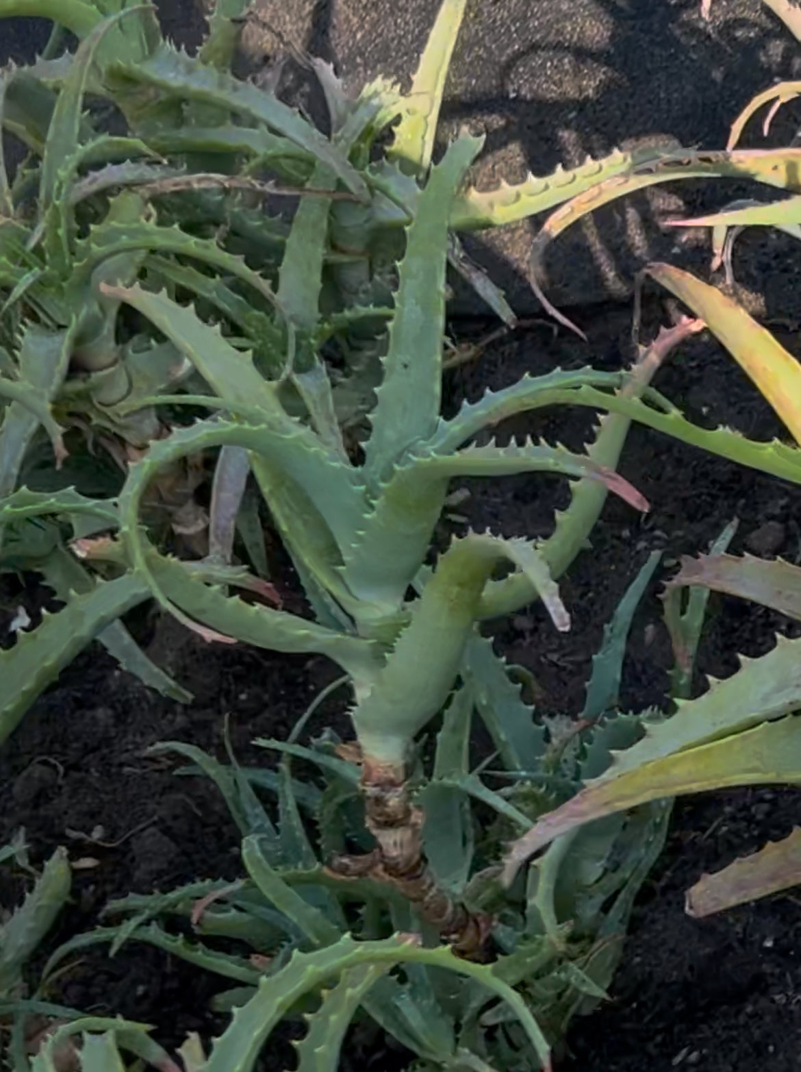 Aloe Vera Pflanze – Natürliche Pflege aus ökologischem Anbau