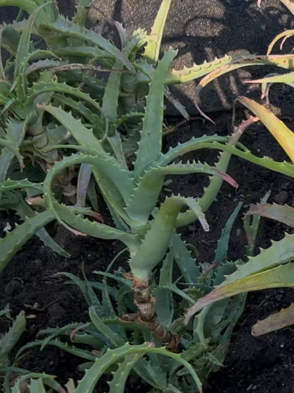 Aloe Vera Pflanze – Natürliche Pflege aus ökologischem Anbau