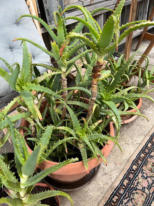 Aloe Vera Pflanze – Natürliche Pflege aus ökologischem Anbau